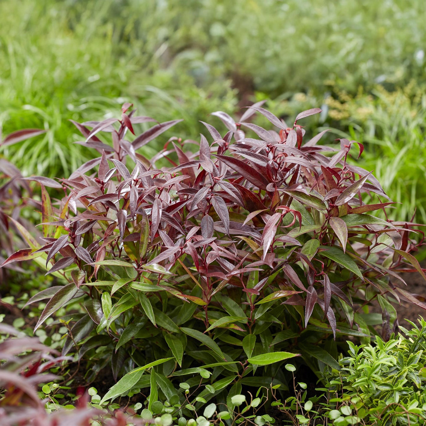 Pianta da giardino - Leucothoe Burning Love - Rosso - 1 Pianta - Sempreverde - Poca manutenzione - Vaso 17cm Altezza 45cm