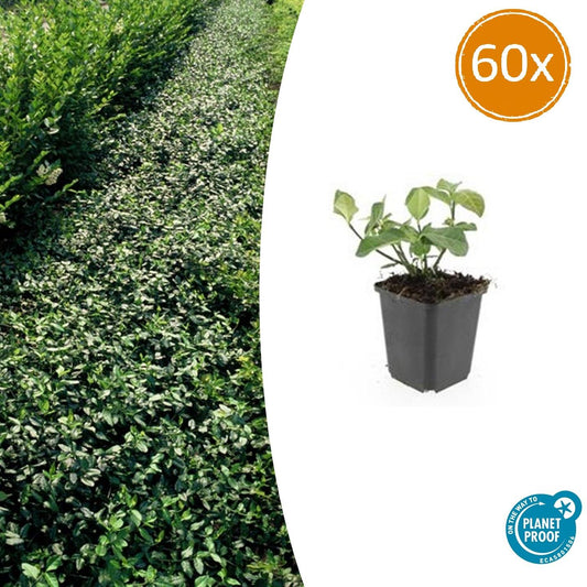 60x Euonymus fort. 'Dart's Blanket' - ↕10-25cm - Ø9cm