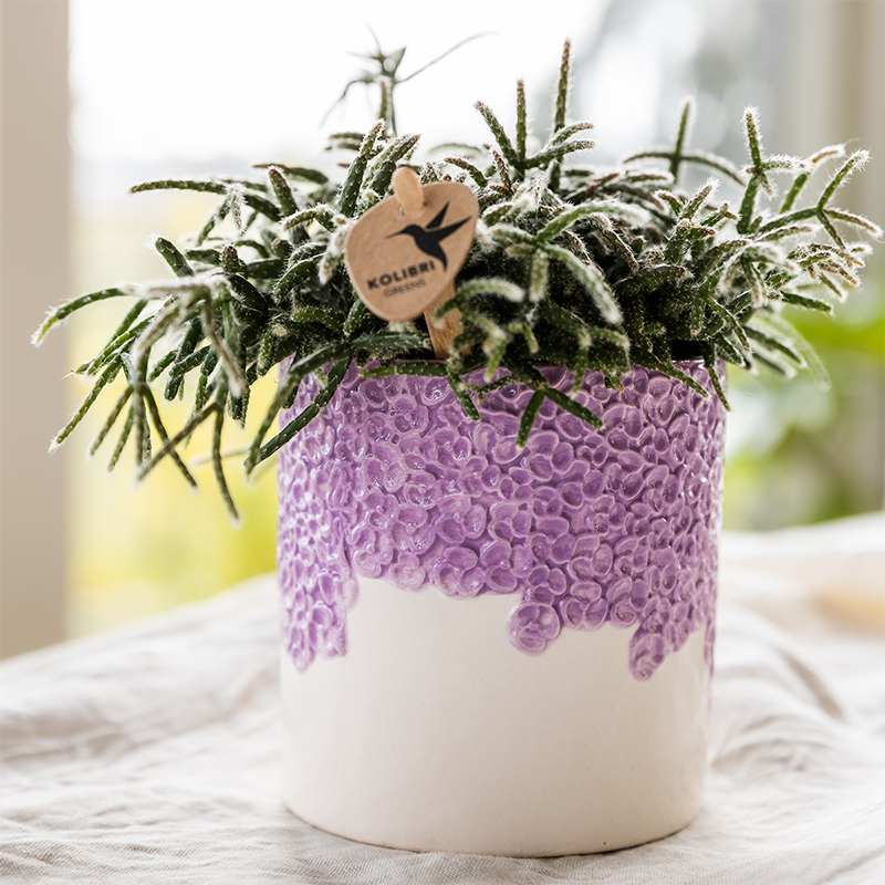 Kolibri Company | Set di piante Bloom Purple | Orchidea Vienna viola + piante verdi incl. vasi decorativi