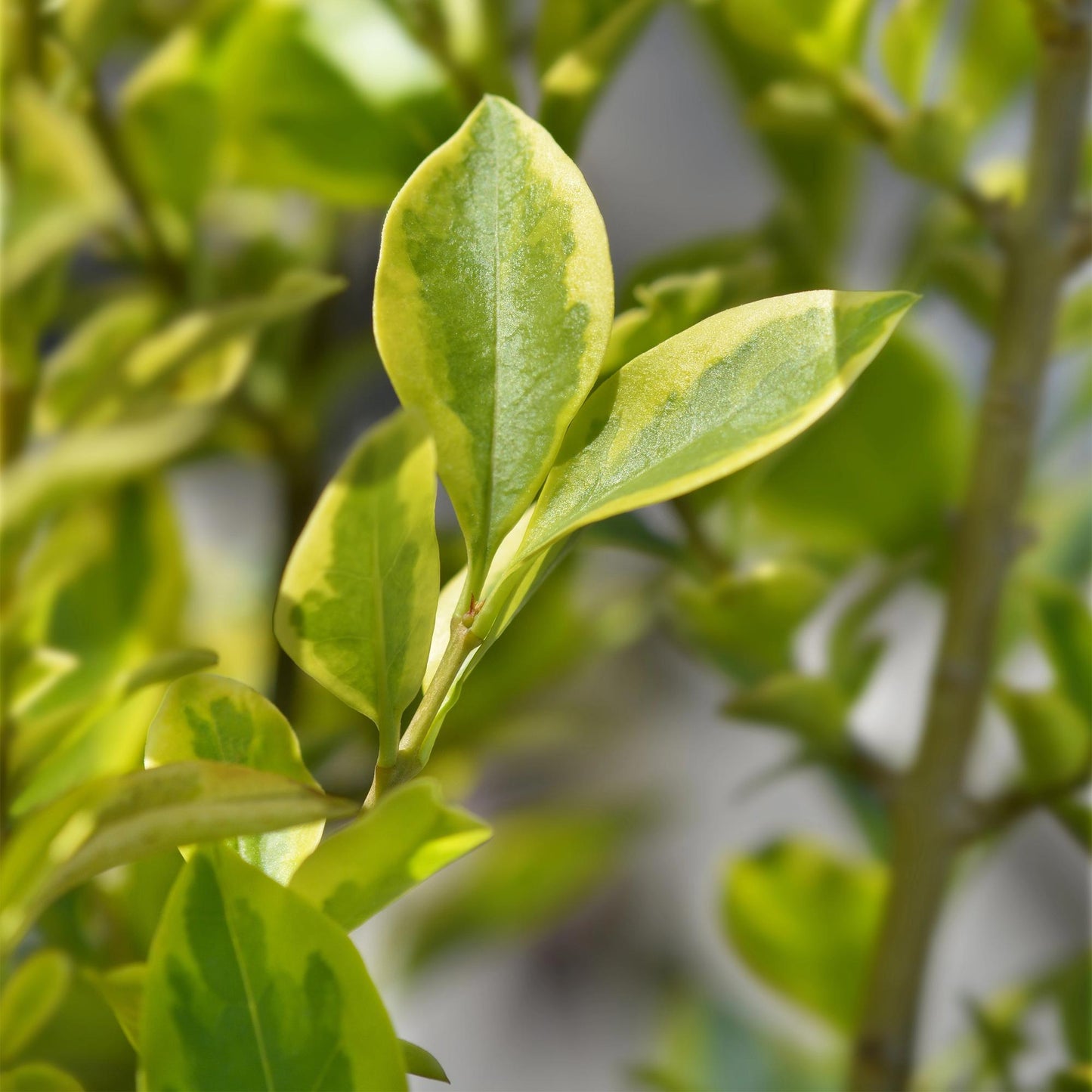 Green boutiQ - 8x Ligustrum ovalifolium Aureum - Variegated Privet - Hedge Plants - Evergreen - Variegated - Pot 9cm - Height 35-45cm