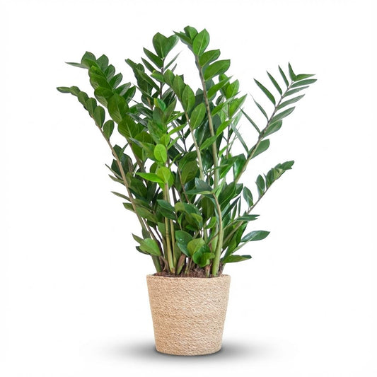 Zamioculcas Zamiifolia with Zeegras basket natural   - 80cm- Ø21