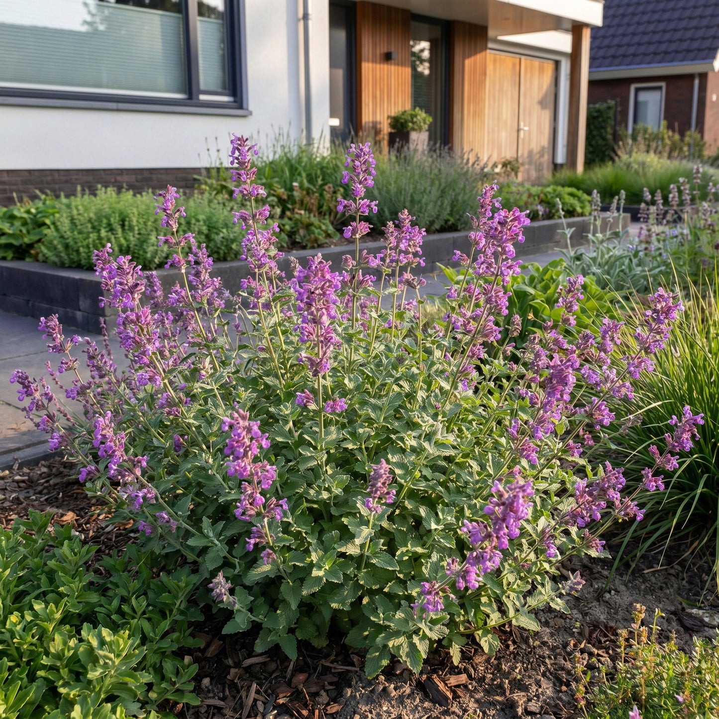 Vasteplant - Nepeta rac. Grog - Kattenkruid - Bijen- en vlinderlokkers - Blauw - 12 Planten - Pot 11cm - Hoogte 15-25cm