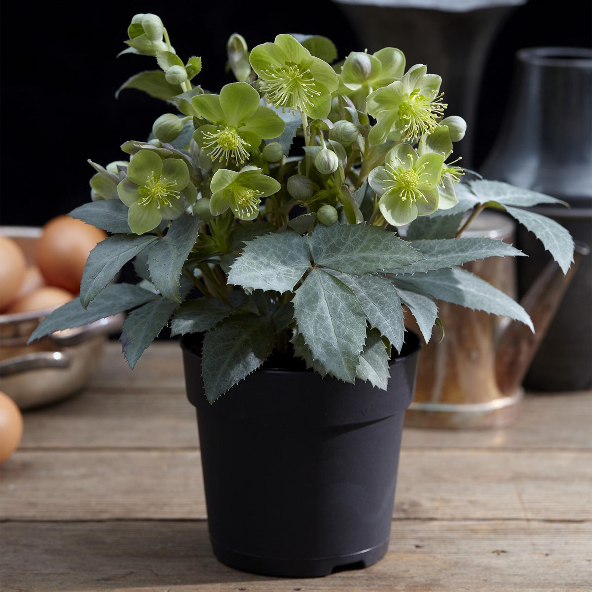Green boutiQ - Tuinplant - Lenten Rose Helleborus sternii Silver Dollar - Groene  Bloem -1 Plant - Groenblijvend - Pot 14cm Hoogte 35cm