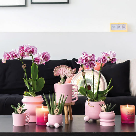 Orchidee colibrì | OFFERTA COMBI di 2 orchidee phalaenopsis rosa viola - El Salvador - vaso Ø9cm | pianta d'appartamento in fiore - fresca dal coltivatore