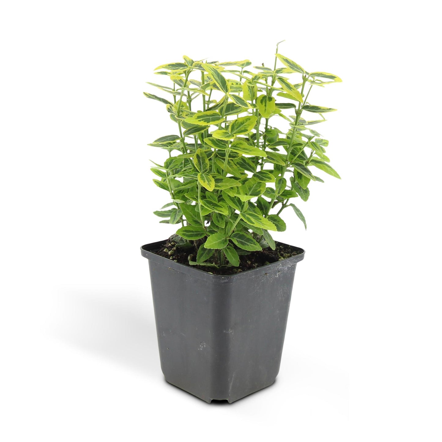 48x Euonymus fort. 'Emerald 'n Gold' - ↕10-25cm - Ø9cm