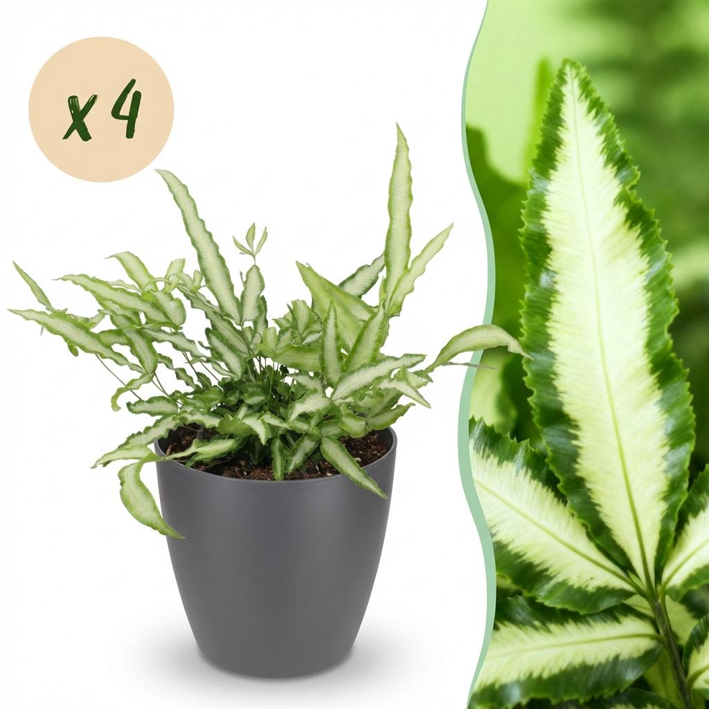 Green boutiQ - Houseplant - Pteris cretica Albolineata - Ribbon Fern - Pet-Friendly Plant - Green - 4 Plants - with Potter Grey - Pot 12cm - Height 20cm
