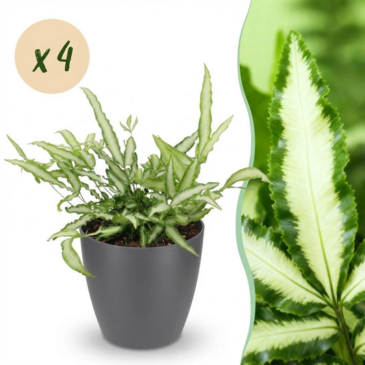 Green boutiQ - Houseplant - Pteris cretica Albolineata - Ribbon Fern - Pet-Friendly Plant - Green - 4 Plants - with Potter Grey - Pot 12cm - Height 20cm