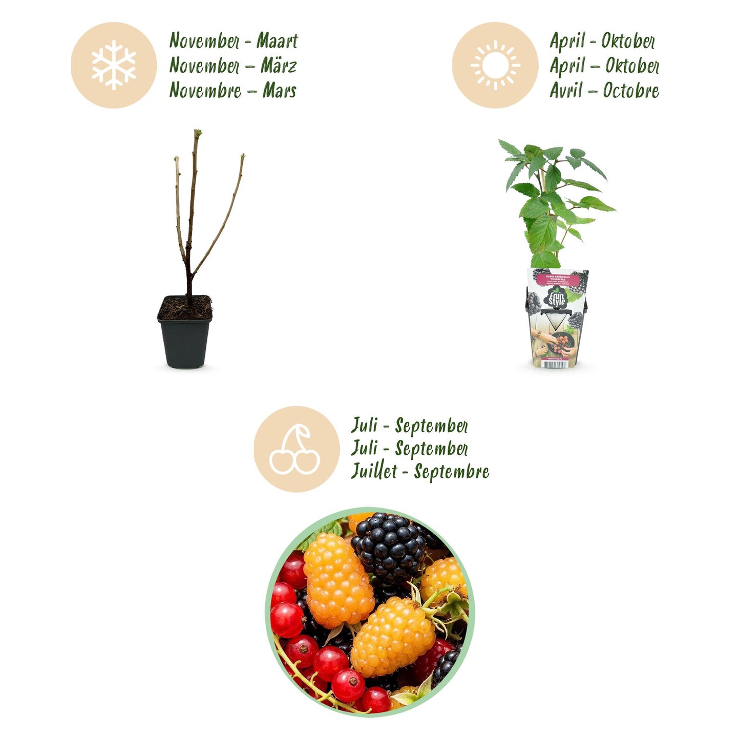 Green boutiQ - Fruitplanten - Tricolour - Rode Bes - Gele Framboos - Zwarte Braam  - Winterhard - 6 Planten - Pot  9cm