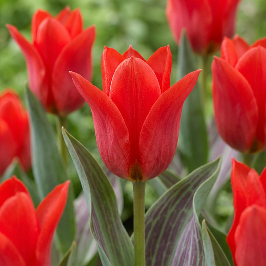 120x Tulipa Greigii Red - Greig tulip - Red - Spring bloomer - Bulb size 11/12