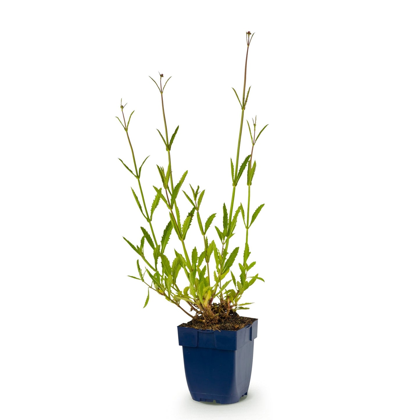 Perennial - Verbena bonariensis - Ironweed - Bee and butterfly attractant - Purple - 1 Plant - Pot 11cm - Height 15-25cm