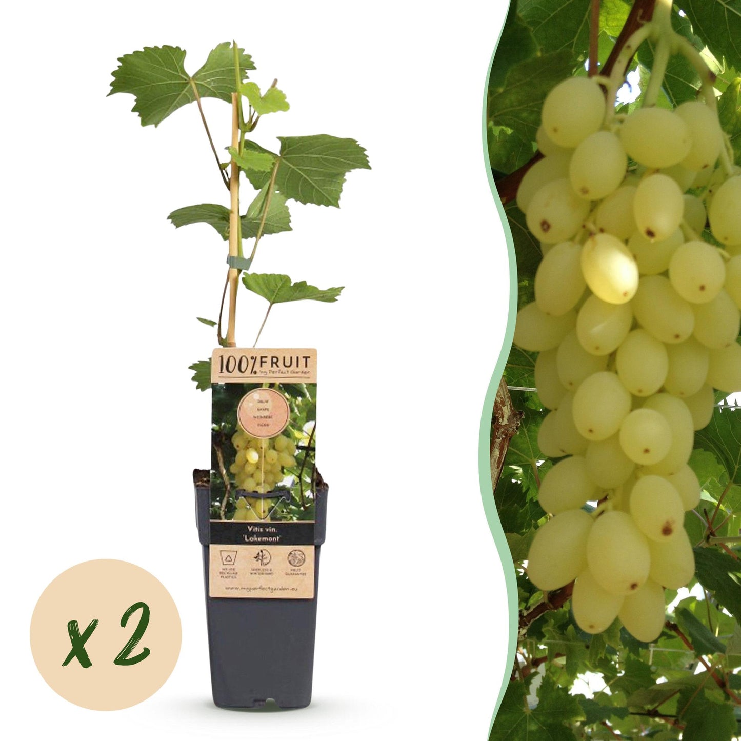 Fruitplant - Vitis vinifera Lakemont - Druivenplant - Winterhard - Goudgele Druif - 2 Planten - Pot 15cm - Hoogte 50cm
