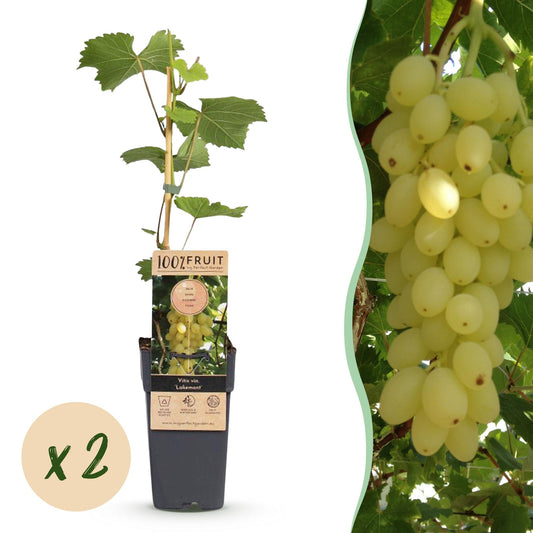 Fruit plant - Vitis vinifera Lakemont - Grape plant - Hardy - Golden-yellow Grape - 2 Plants - 15cm Pot - Height 50cm