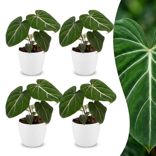 Green boutiQ - Philodendron Gloriosum - Glorious Philodendron - 4 Plants - with White Pot - Pot 12cm - Height - 25cm