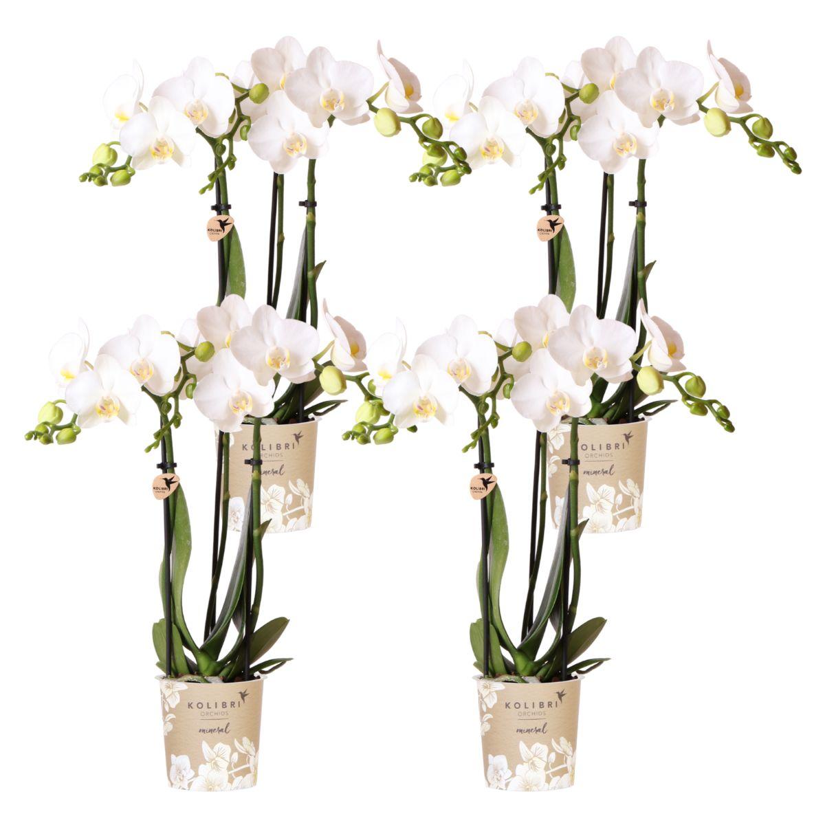 Orchidee colibrì | OFFERTA COMBI di 4 orchidee Phalaenopsis bianche - Amabilis - dimensioni vaso Ø9cm | pianta d'appartamento in fiore - fresca dal coltivatore