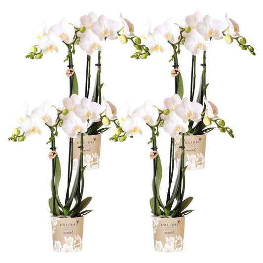Orchidee colibrì | OFFERTA COMBI di 4 orchidee Phalaenopsis bianche - Amabilis - dimensioni vaso Ø9cm | pianta d'appartamento in fiore - fresca dal coltivatore