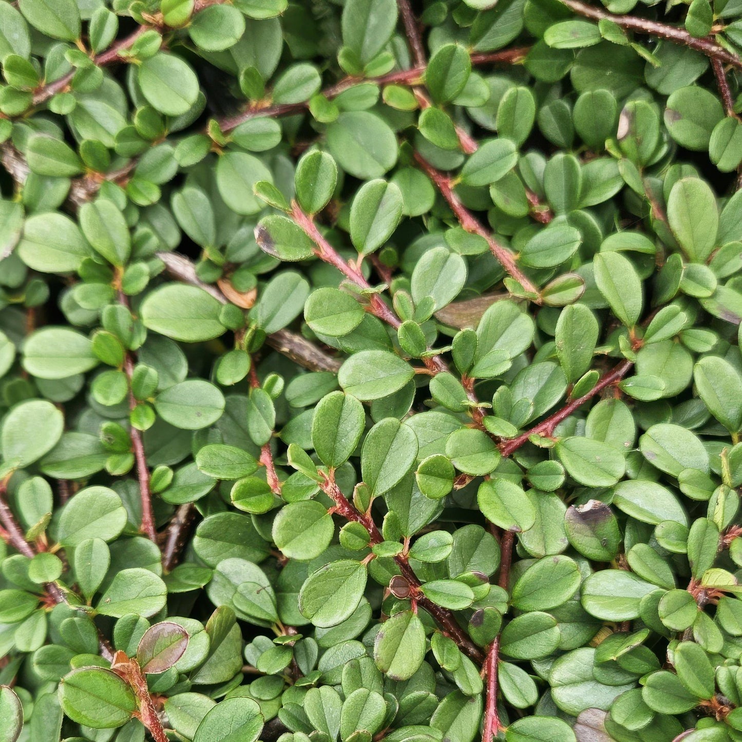 48x Cotoneaster pr. 'Streib's Findling' - ↕10-25cm - Ø9cm
