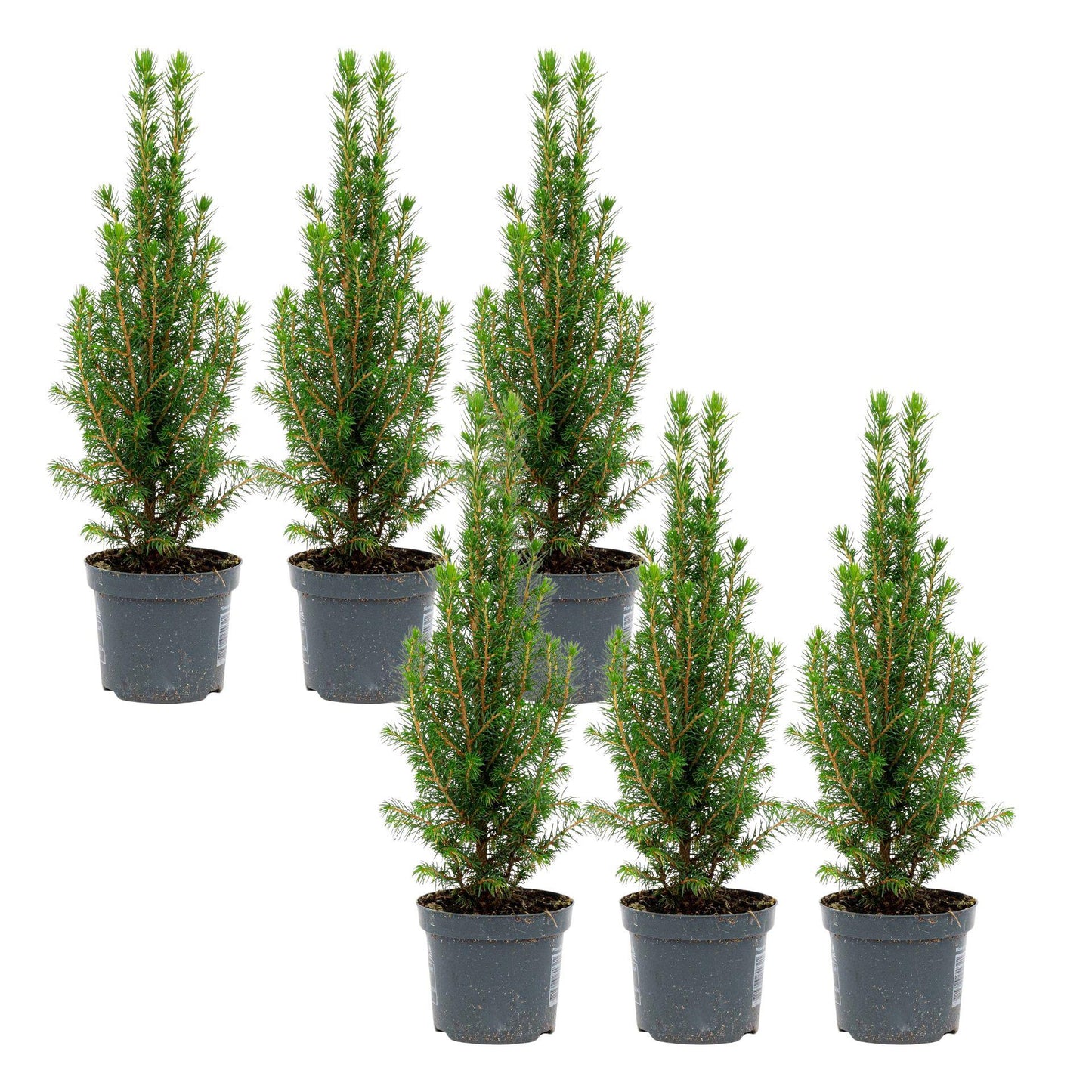 6x Mini-Kerstboom - Chamaecyparis - 25-30 cm