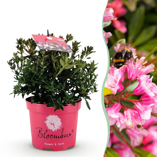 Green boutiQ - Dwarf Rhododendron - Rhododendron Bloombux Magenta - Flowering Boxwood - Low Maintenance - Pink Flower - 1 Plant - Pot 17cm - Height 30-40cm