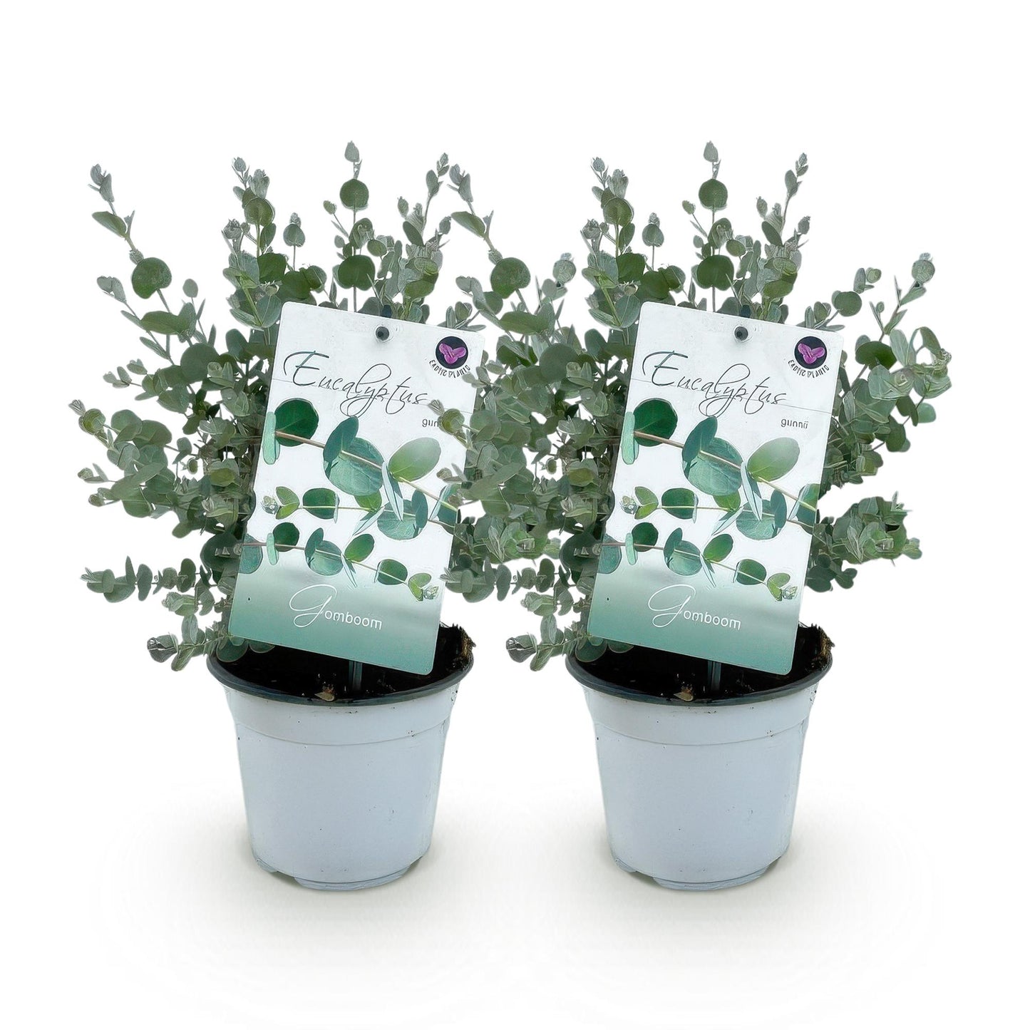 Green boutiQ - Terrasplant - Eucalyptus boom - Eucalyptus gunni  - Grijs - 2 Planten - Winterhard - Pot 14cm Hoogte 30cm