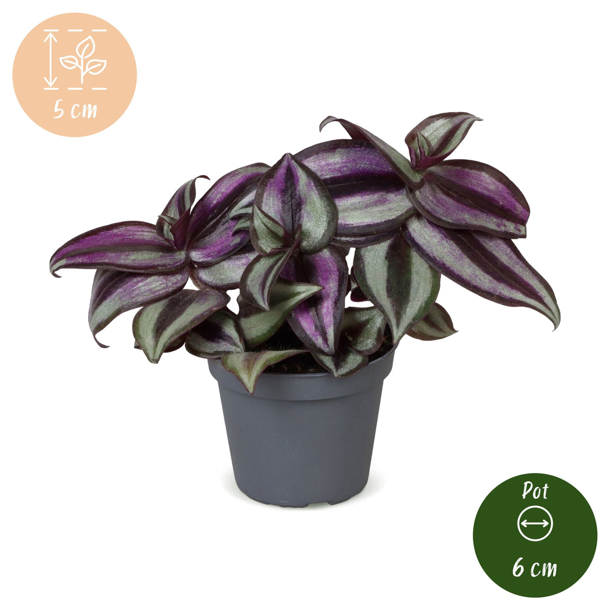 Tradescantia Zebra Pink Joy - Tradescantia Zebra Pink Joy - Paars - Roze - Tropisch - Ø6cm - ↕5cm