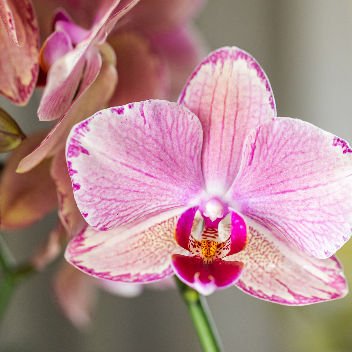 Hummingbird Orchids | COMBI DEAL of 4 Phalaenopsis orchids - Pirate Picotee - pot size Ø12cm | flowering houseplant - fresh from the grower