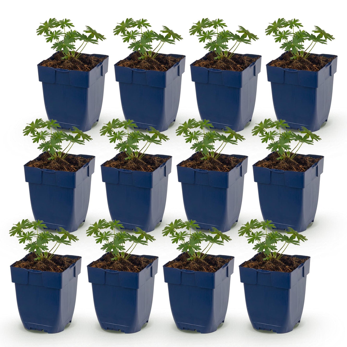 Perennial - Geranium sanguineum 'Album' - Bloody Cranesbill - Groundcover - White - 12 Plants - 11cm Pot - 15-25cm Height