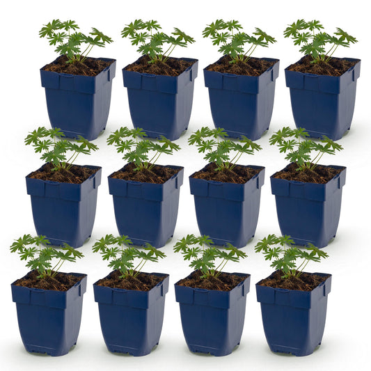 Vasteplant - Geranium sang. Album - Ooievaarsbek - Bodembedekkend - Wit - 12 Planten - Pot 11cm - Hoogte 15-25cm