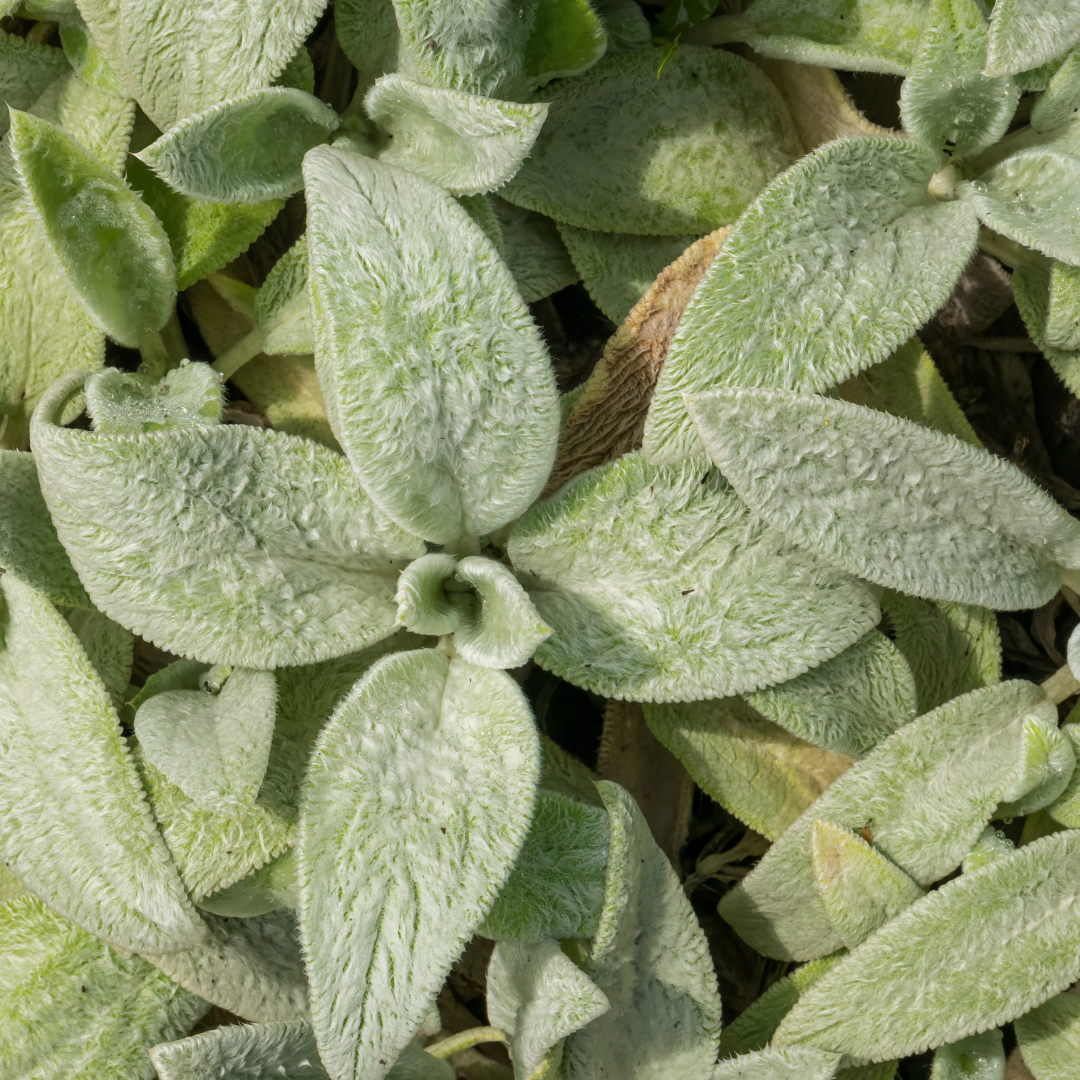 60x Stachys byzantina 'Silver Carpet' - ↕10-25cm - Ø9cm