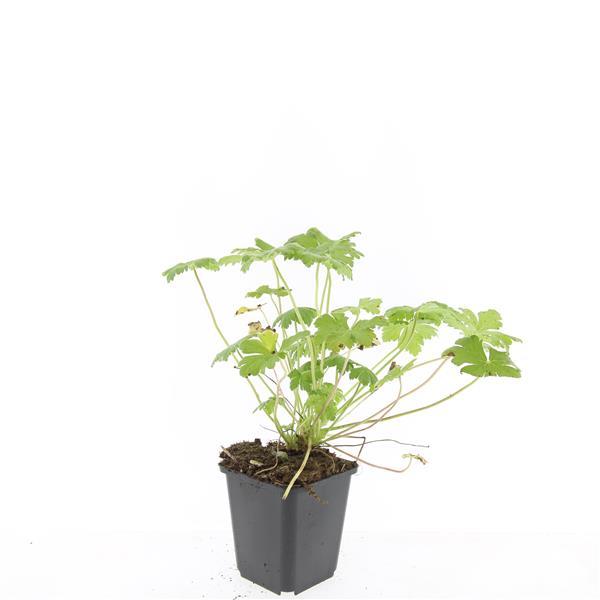 48x Geranium macr. 'Czakor' - ↕10-25cm - Ø9cm