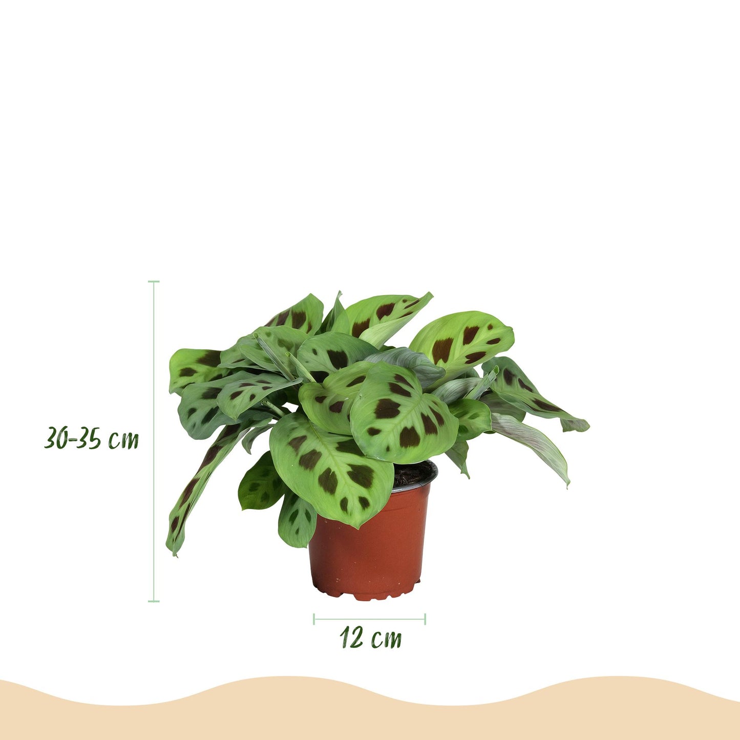 Green boutiQ - Houseplant - Maranta Fascinator Kerchoveana - Prayer Plant - Pet-Friendly - Green - 4 Plants - 12cm Pot - Height 30-35cm