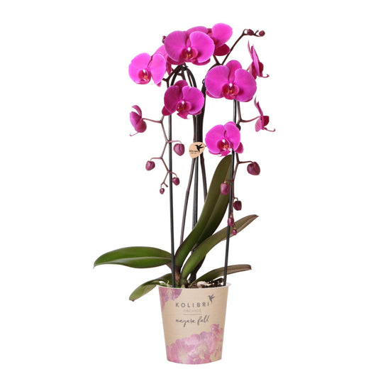 Kolibri Orchids | Orchidea phalaenopsis viola in vaso Ø12cm | Freeride | pianta da appartamento fiorita - fresca dal coltivatore