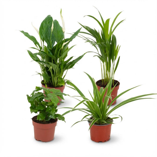 Luchtzuiverende Kamerplanten - Ø 12 cm - Hoogte: 30-40 cm