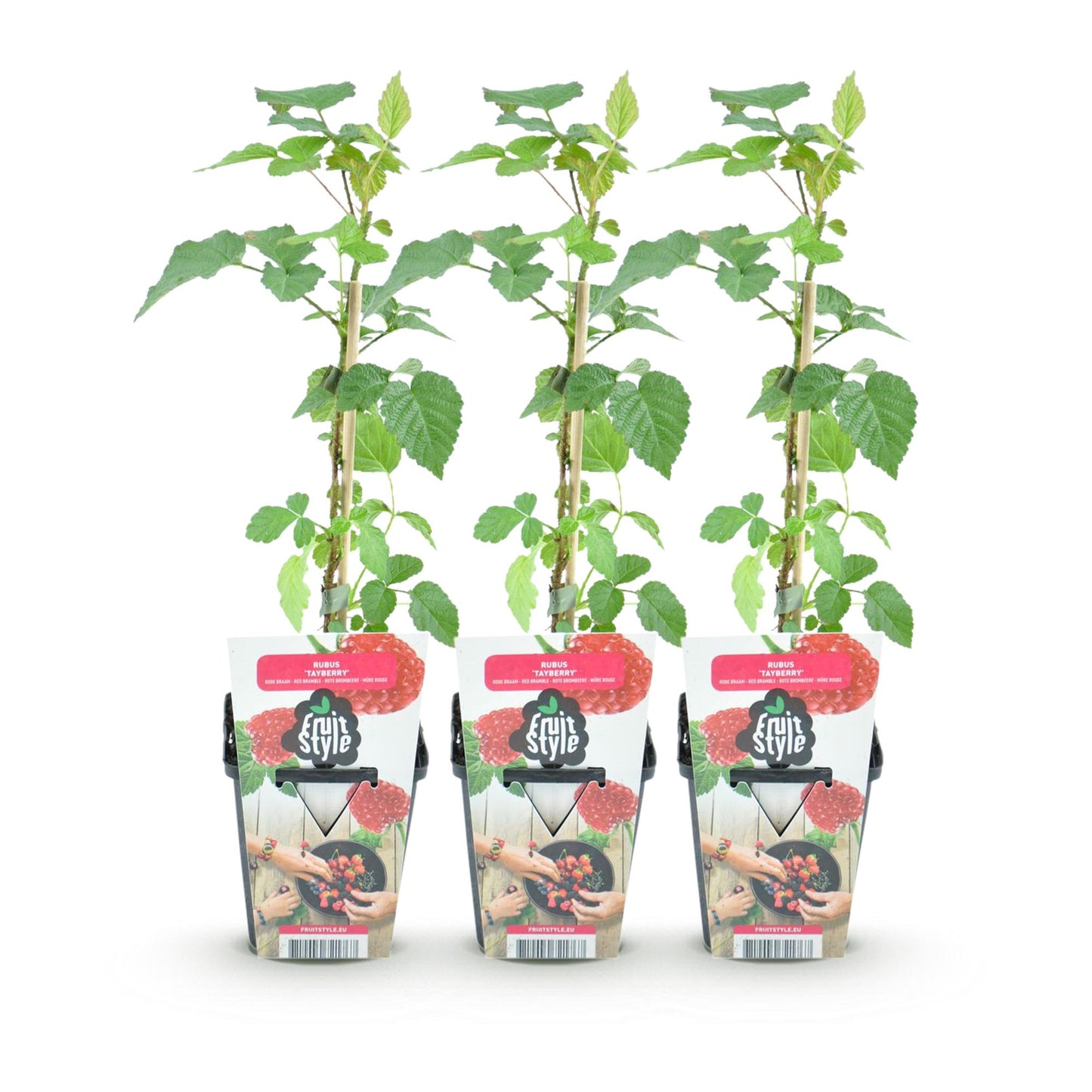 Green boutiQ - Fruit plants - Taybes - Rubus Tayberry - Winter hardy - 3 Plants - Pot 9 cm - Red Berry