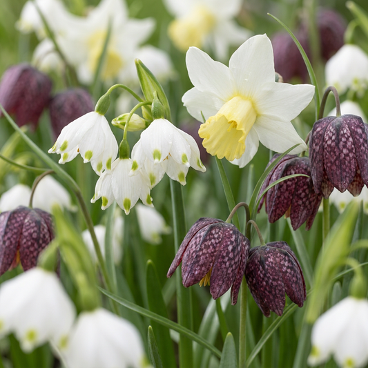 120x Wet Garden Bulb - Wet Garden Bulb - Miscellaneous - Summer-flowering - Bulb size 10/12
