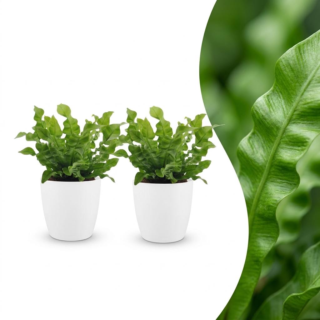 Asplenium Crispy Wave - Asplenium Crispy Wave - 2 Piante - con Vaso Bianco - Vaso 12cm - Altezza - 30cm