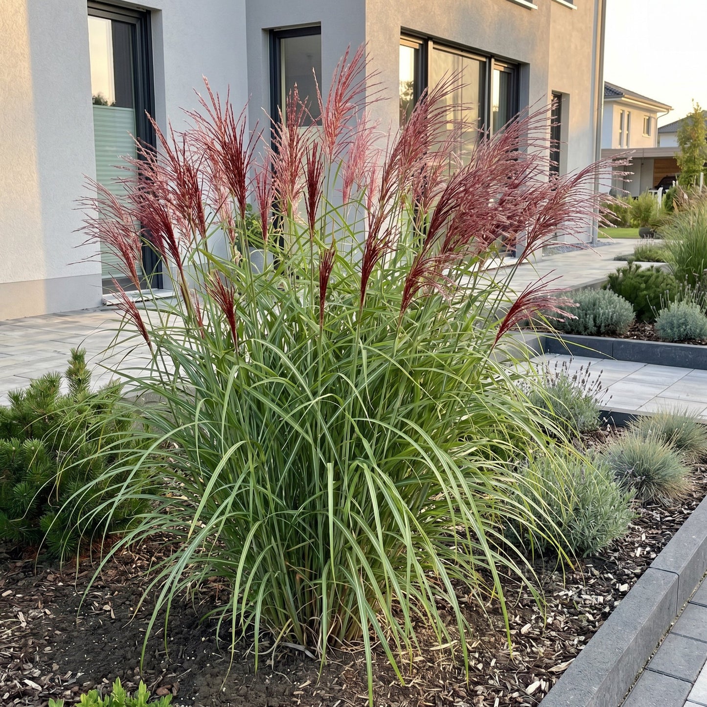Grasses - Miscanthus sin. Red Chief - Pampas Grass - With Plume - Green - 24 Plants - Pot 11cm - Height 15-25cm