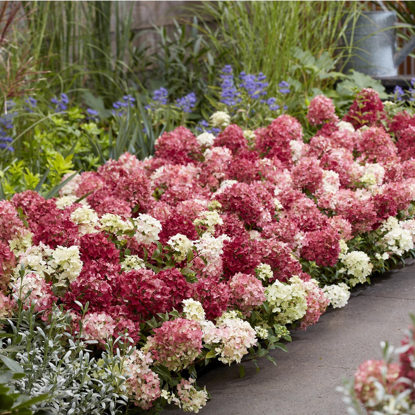 Green boutiQ - Garden Plant - Hydrangea paniculata Groundbreaker Ruby - Panicle Hydrangea - Hardy - Red - 2 Plants - 14cm Pot - 20-25cm Height