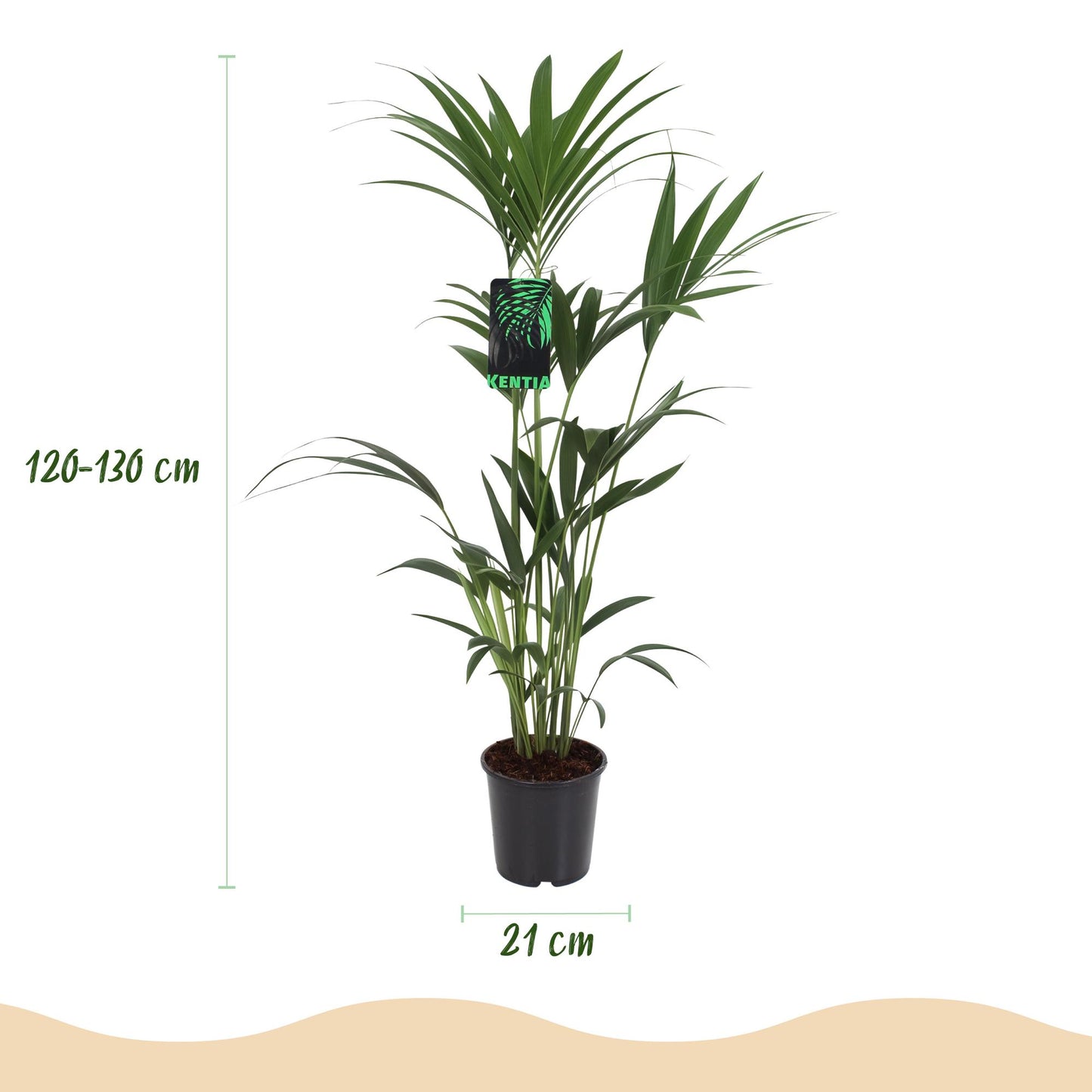 Green boutiQ - Houseplant - Howea Forsteriana - Kentia Palm - Low Maintenance - Green - 2 plants - Pot 21cm - Height 120-130cm