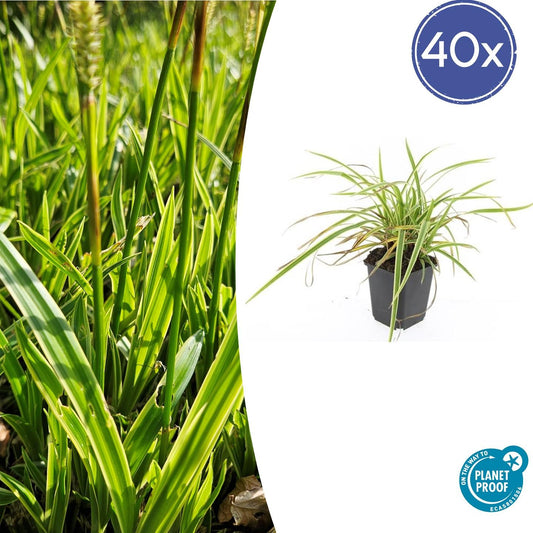 40x Carex morrowii 'Aureovariegata' - ↕10-25cm - Ø9cm