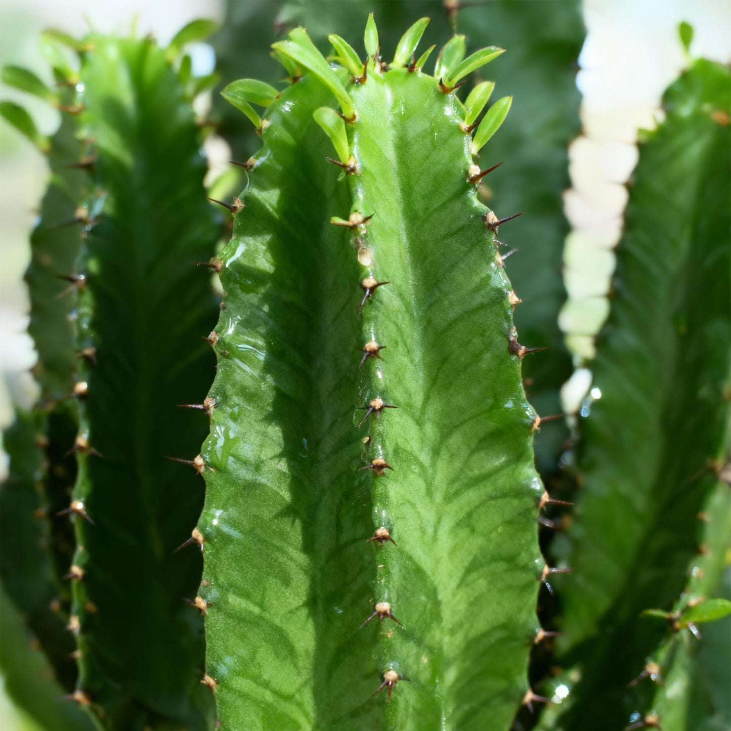 Houseplant - Euphorbia Eritrea - African Milk Tree - Low maintenance - Green - 2 - Pot 19cm - Height 70cm