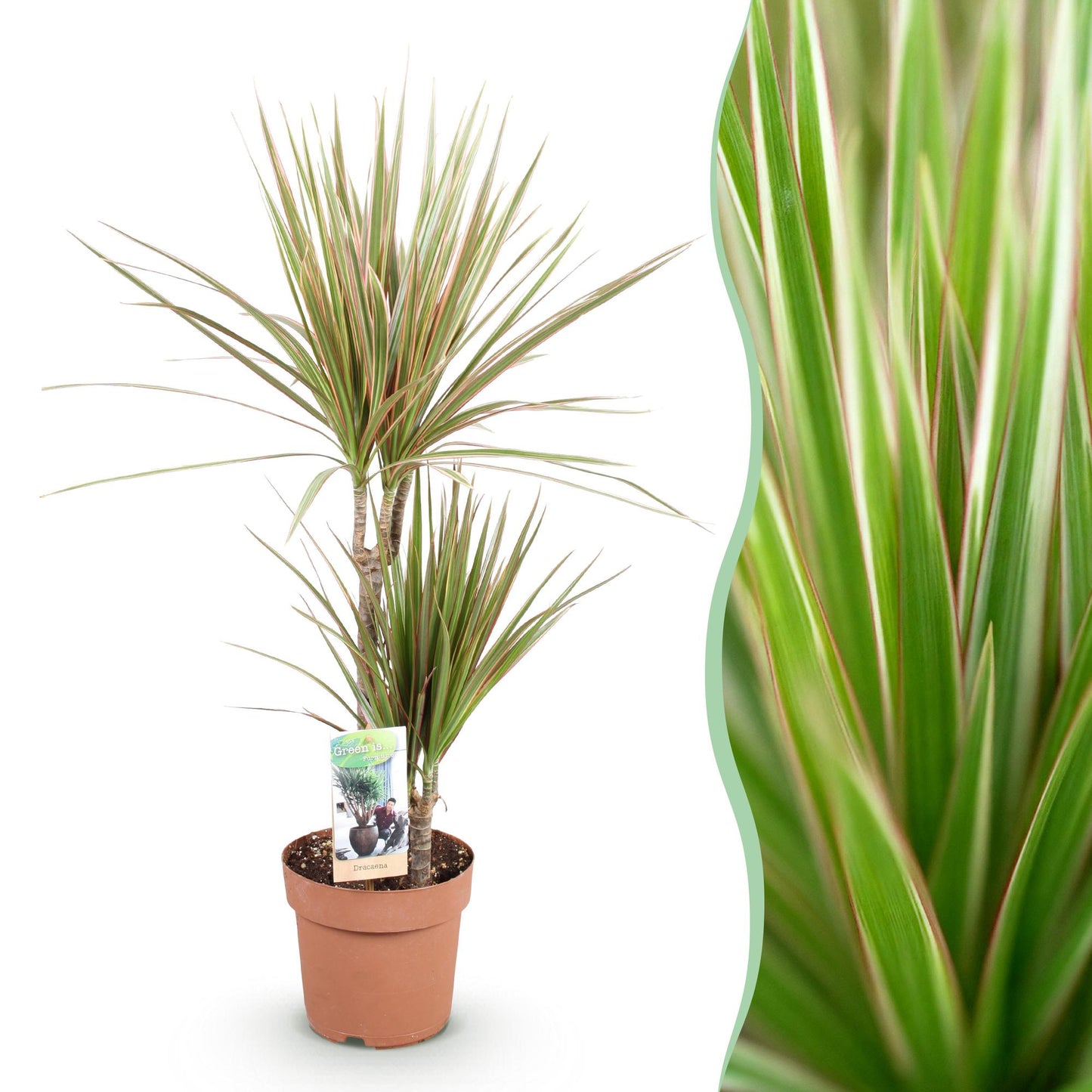 Green is... Houseplants - Dracaena Marginata Bicolor - Dragon Tree - Low maintenance - Green - 1 Plant - Pot 17cm - Height 70-75cm