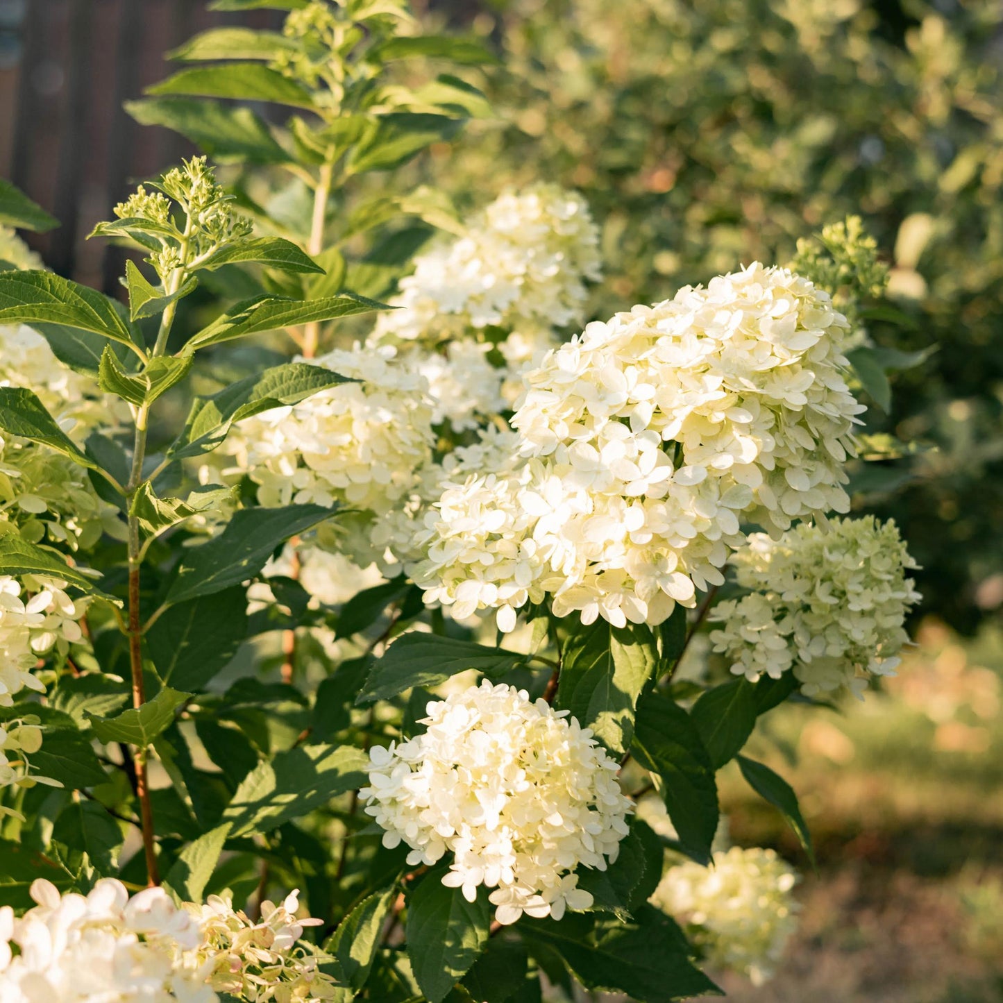Tuinplant - Hydrangea panniculata Limelight - Pluimhortensia - Winterhard - Lime Groen - 1 Plant - Pot 12cm - Hoogte Hoogte 20-30cm