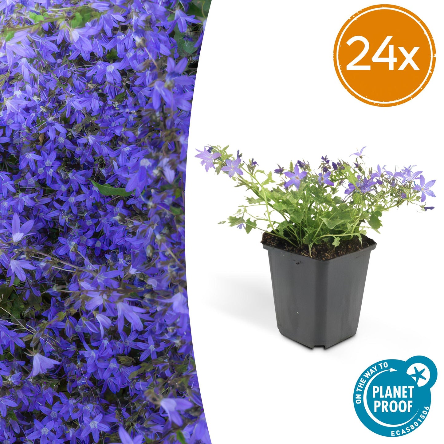 24x Campanula poscharskyana 'Stella' - ↕10-25cm - Ø9cm