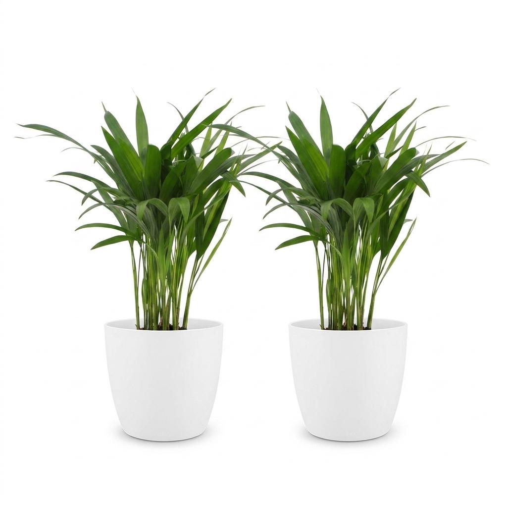 Areca Lutescens - Butterfly Palm - 2 Plants - with White Pot - Pot 12cm - Height - 45cm