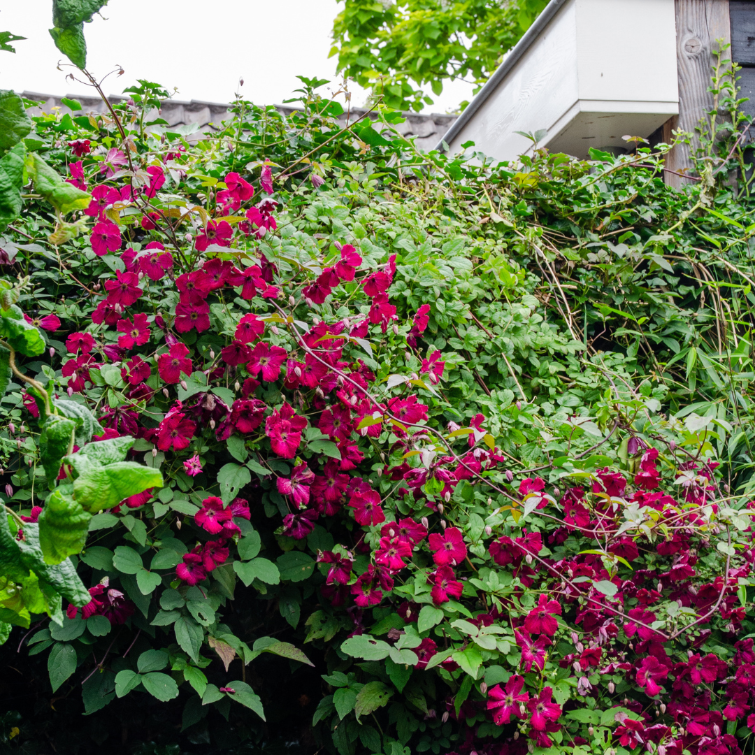 6x Clematis 'Rouge Cardinal' – P9 pot – beautiful red-flowering climbing plant