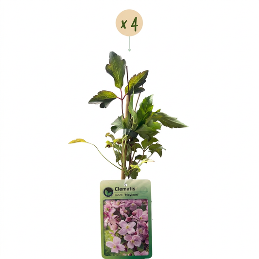 4x Clematis mont. 'Mayleen' - Clematide di montagna - Rosa chiaro - Pianta rampicante - Ø9cm - ↕35cm