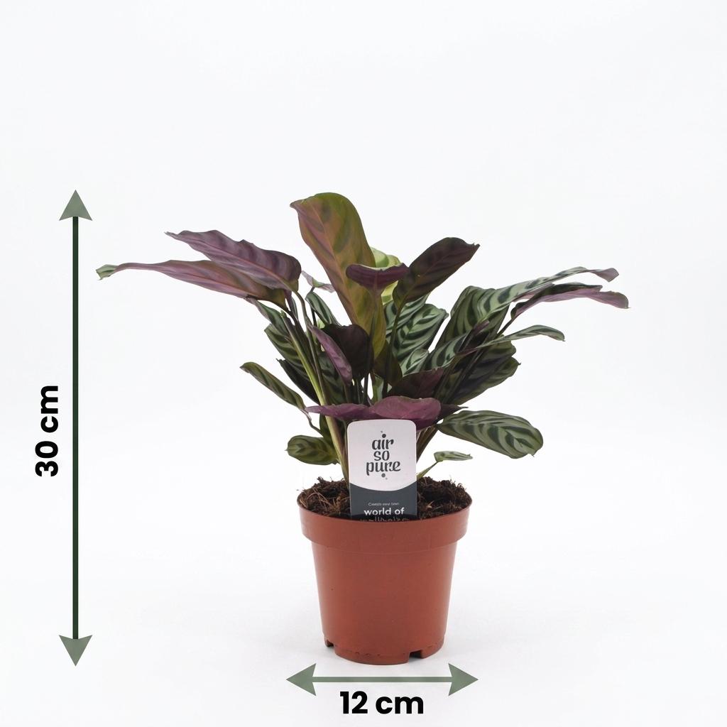 Ctenanthe Burle Marxii - Visgraatplant - 1 Plant - Pot 12cm - Hoogte - 30cm