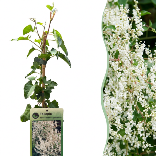 4x Fallopia aubertii – Schling-Knöterich – Weiß – Kletterpflanze – Ø9cm – ↕35cm