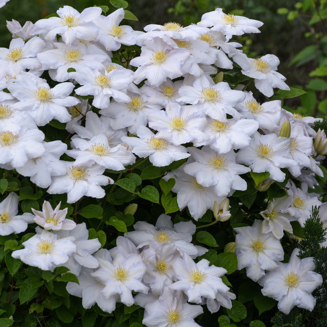 6 Clematis ‘Miss Bateman’ – Vaso P9 – elegante rampicante a fioritura bianca