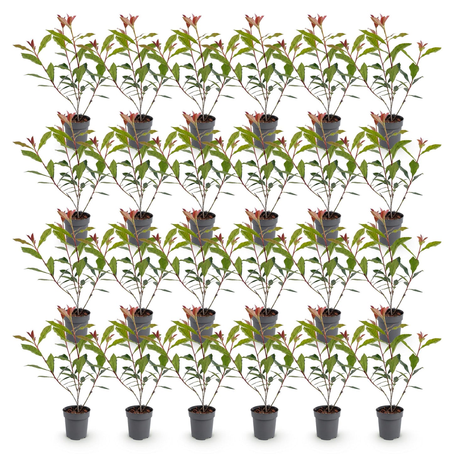 Green boutiQ - 24x Photinia fraseri Carre Rouge - Glossy Mispel - Hedge Plants - Evergreen - Red - Pot 9cm - Height 25-35cm